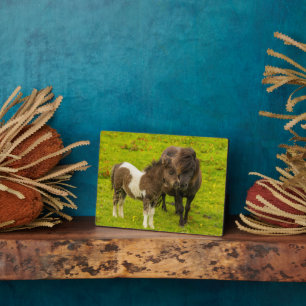Shetlandpony-Mutter und Nachwuchs Fotoplatte