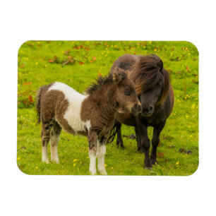 Shetlandpony-Mutter und Nachwuchs Magnet