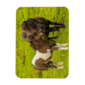 Shetlandpony-Mutter und Nachwuchs Magnet (Vertikal)