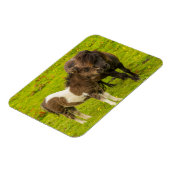 Shetlandpony-Mutter und Nachwuchs Magnet (Linke Seite)