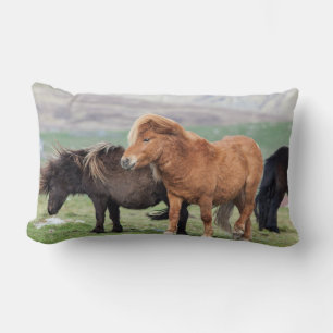 Shetlandpony, Shetland-Inseln, Schottland 2 Lendenkissen