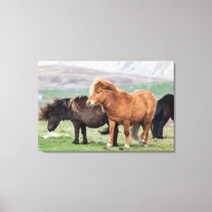 Shetlandpony, Shetlandinseln, Schottland 2 Leinwanddruck