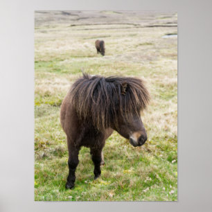 Shetlandpony, Shetlandinseln, Schottland 3 Poster