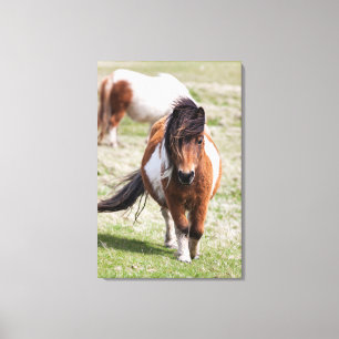 Shetlandpony, Shetlandinseln, Schottland Leinwanddruck