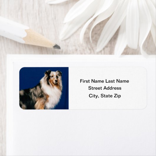 Shetlie (Merle) (Insitu)