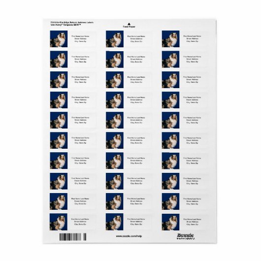 Shetlie (Merle) (Vorne)