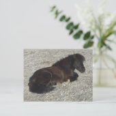 Shettland Pony Miniatur Pferdehengst Tier Postkarte (Stehend Vorderseite)