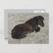 Shettland Pony Miniatur Pferdehengst Tier Postkarte (Vorne/Hinten)
