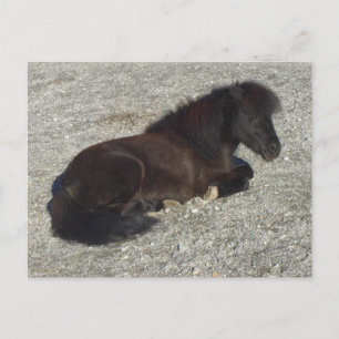 Shettland Pony Miniatur Pferdehengst Tier Postkarte