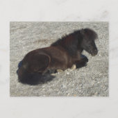 Shettland Pony Miniatur Pferdehengst Tier Postkarte (Vorderseite)