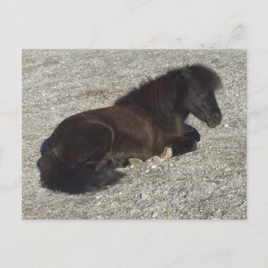 Shettland Pony Miniatur Pferdehengst Tier Postkarte (Vorderseite)