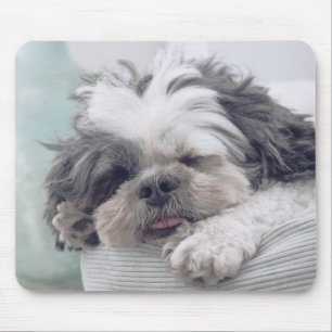shi tzu, Hund, Haustier Mousepad