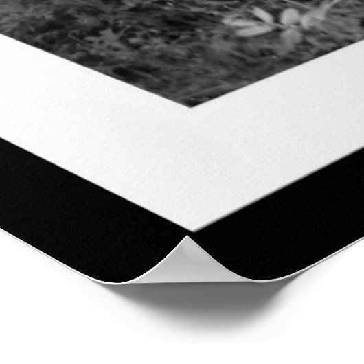 Shi Zi Print Poster (Ecke)