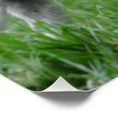 Shiba 2 vollständig poster (Ecke)