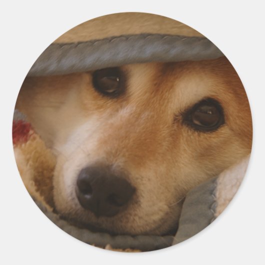 Shiba in einem schwarzen Sticker (Vorderseite)