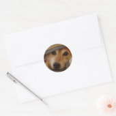 Shiba in einem schwarzen Sticker (Umschlag)
