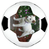 Shiba-inu-Creme Fußball (Gedreht)