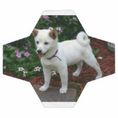 Shiba-inu-Creme Fußball (Flach)