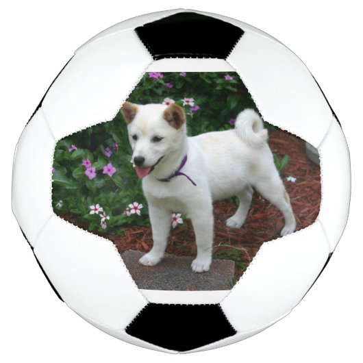 Shiba-inu-Creme Fußball (Vorderseite)