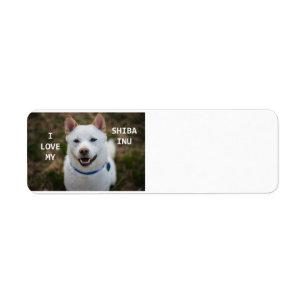 shiba-inu-Creme Liebe w pic