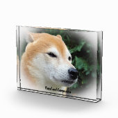Shiba Inu Dog. Fotoblock (Rechts)