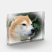Shiba Inu Dog. Fotoblock (Links)