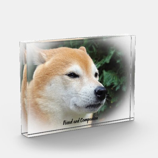 Shiba Inu Dog. Fotoblock (Links)