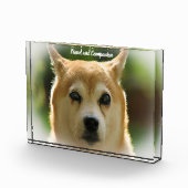 Shiba Inu Dog. Fotoblock (Rechts)