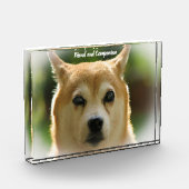 Shiba Inu Dog. Fotoblock (Links)