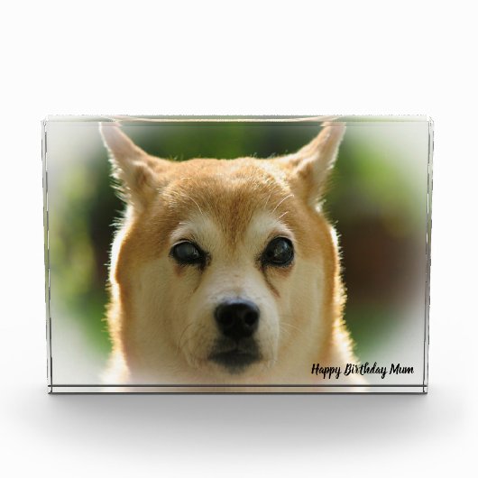 Shiba Inu Dog. Fotoblock (Vorderseite)