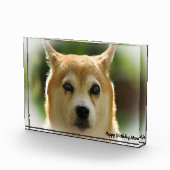Shiba Inu Dog. Fotoblock (Rechts)