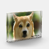 Shiba Inu Dog. Fotoblock (Links)