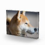 Shiba Inu Dog. Fotoblock (Rechts)