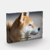 Shiba Inu Dog. Fotoblock (Links)