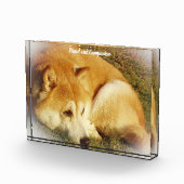 Shiba Inu Dog. Fotoblock (Rechts)