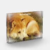 Shiba Inu Dog. Fotoblock (Links)