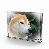 Shiba Inu Dog. Fotoblock (Rechts)