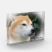 Shiba Inu Dog. Fotoblock (Links)