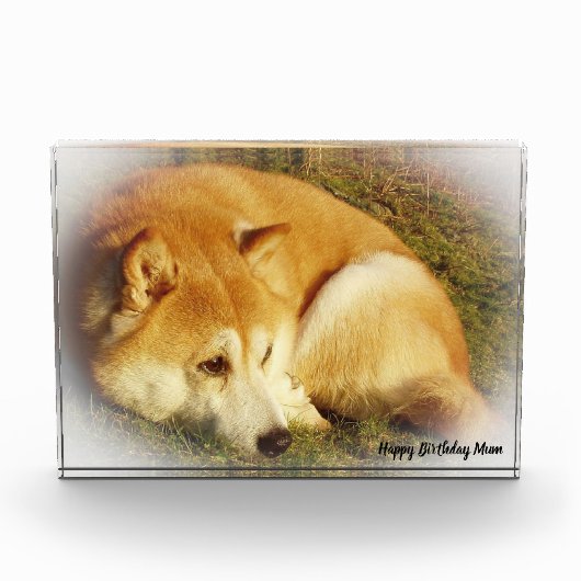 Shiba Inu Dog. Fotoblock (Vorderseite)