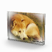 Shiba Inu Dog. Fotoblock (Rechts)