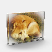 Shiba Inu Dog. Fotoblock (Links)