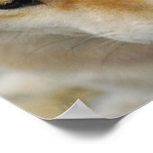 Shiba Inu Dog Poster (Ecke)