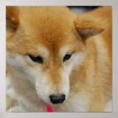 Shiba Inu Dog Poster (Vorne)