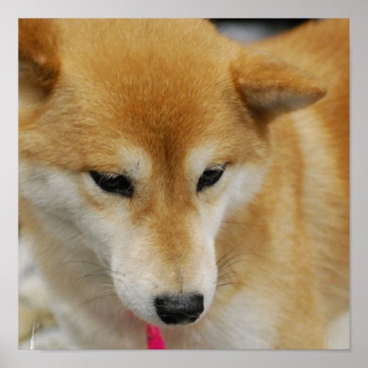 Shiba Inu Dog Poster (Vorne)