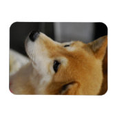 Shiba Inu Flexible Magnet (Horizontal)