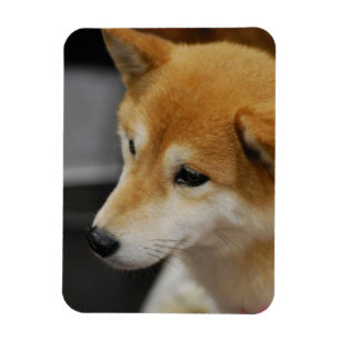 Shiba Inu flexibler Magnet