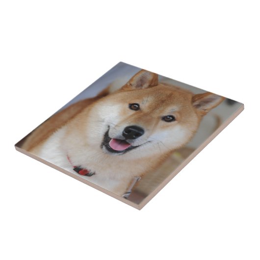 Shiba_inu Fliese (Seite)
