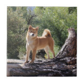 Shiba Inu Fliese (Vorderseite)