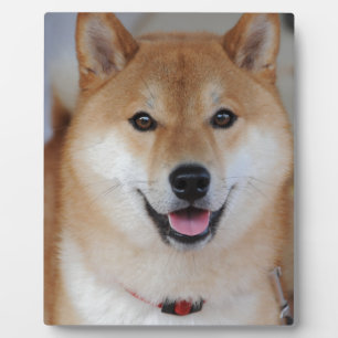 Shiba inu fotoplatte