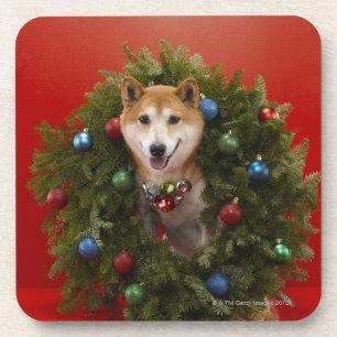 Shiba Inu Hund, der im WeihnachtsKranz sitzt Untersetzer